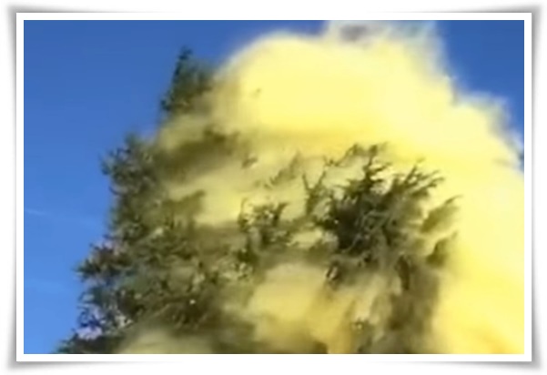 &quot;송화가루, 송진가루&quot; 솔솔 날아온 자연의 선물 노란 가루 효능과 알레르기 대처법!