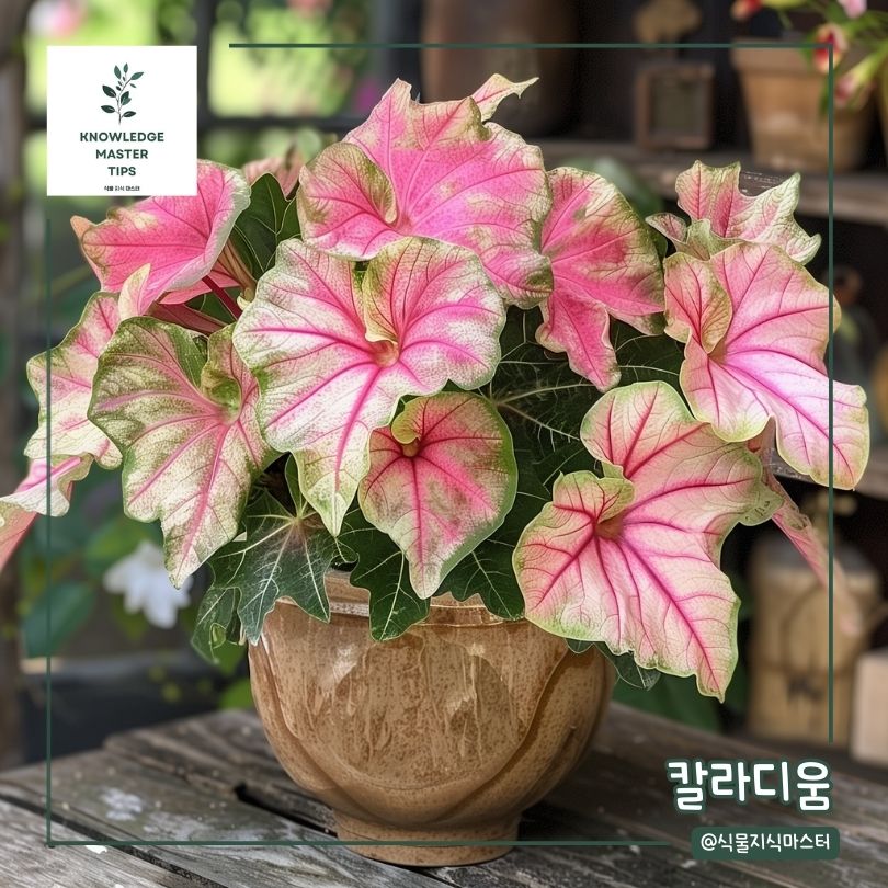 베란다에서 키우기 쉬운 식물 - 칼라디움