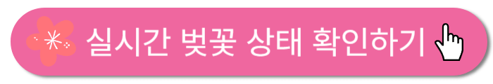 실시간-벚꽃상태-확인하기