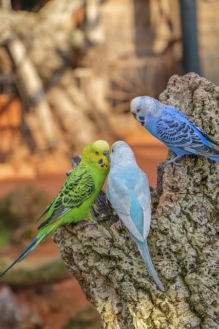 앵무새 종류별 특징과 성격 비교