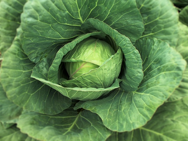 콜라비