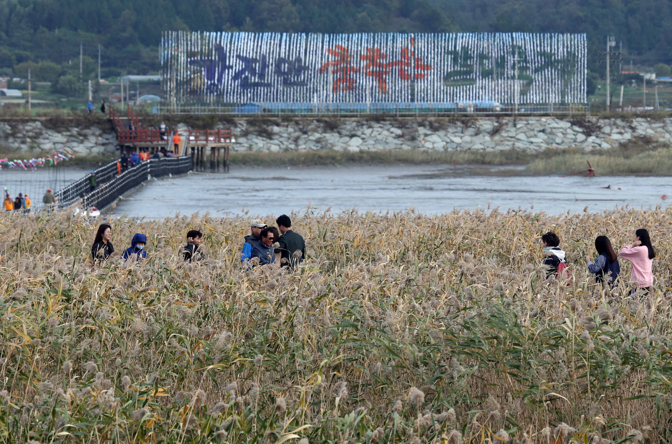 2024 강진만 춤추는 갈대축제