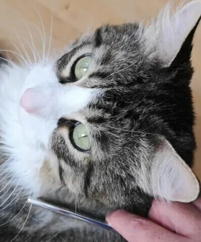 고양이 기생충 대책