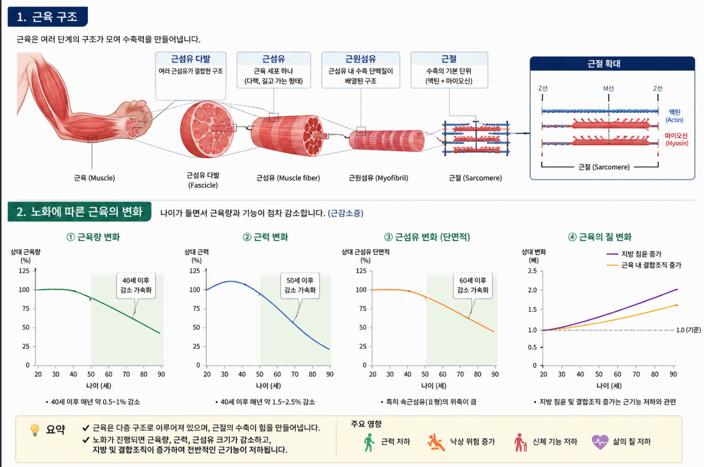 근육 구조와 노화에 따른 변화 그래프