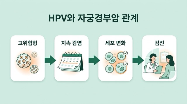HPV와 자궁경부암 관계