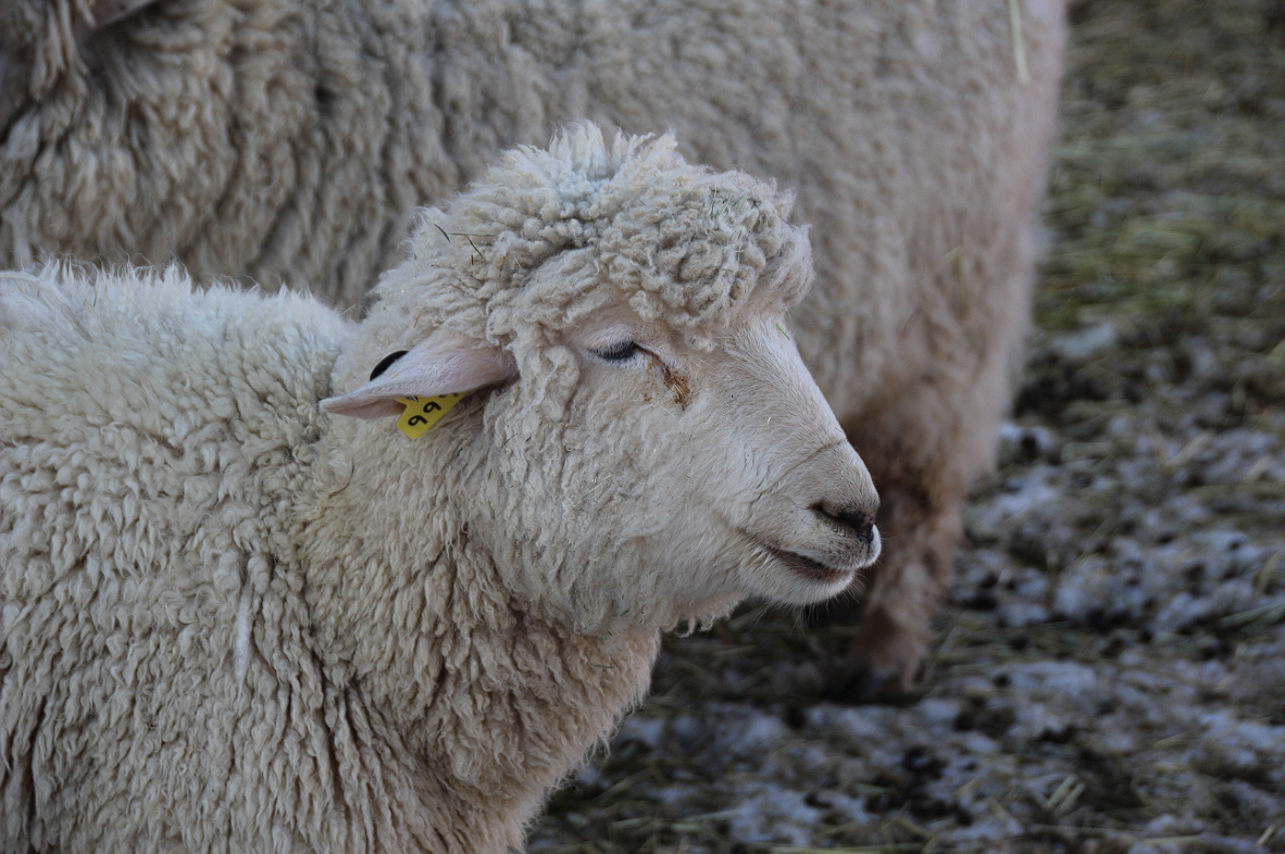 대관령 눈꽃축제 눈꽃랜드
