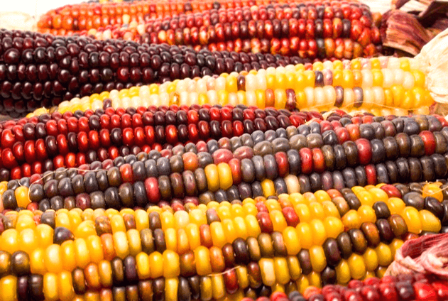 찰옥수수 6개가 나란히 있다. 자주색, 검정색, 노란색이 섞여 있다.