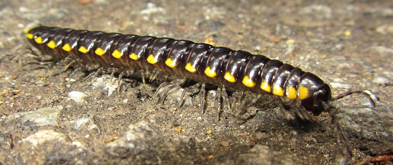 지네 죽이는 꿈