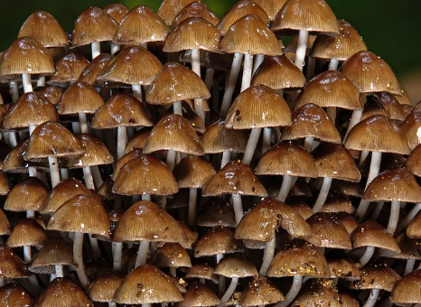 송이 버섯 효능