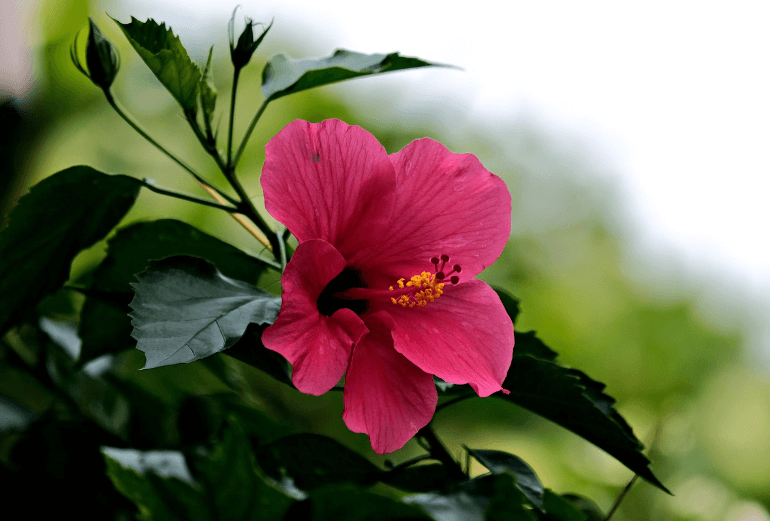 피부톤 개선하는 차, 히비스커스 꽃