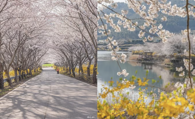 여수 오동도 벚꽃길