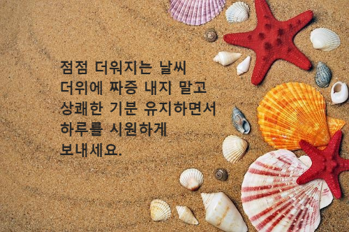 모래 위 조개껍질과 불가사리 소라껍데기가 놓여 있음