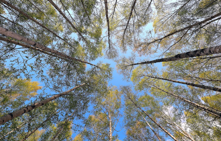 인제 자작나무숲