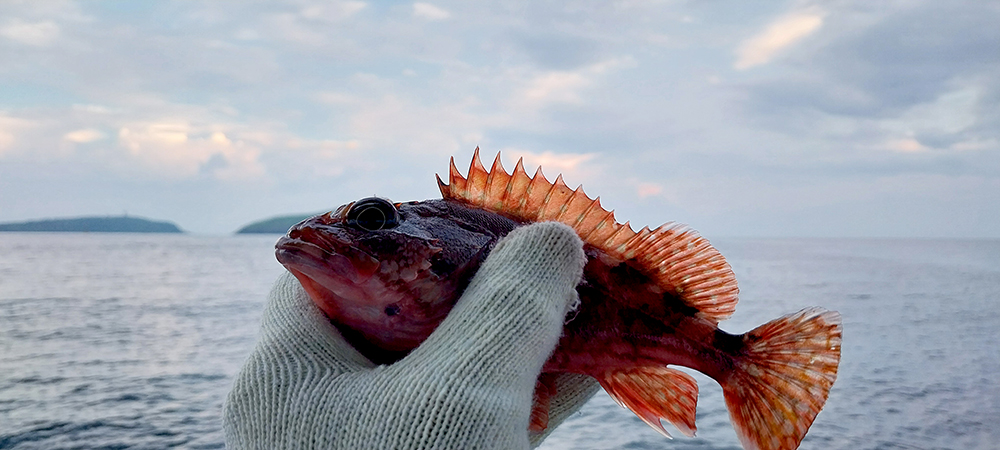 제주 차귀도 배낚시