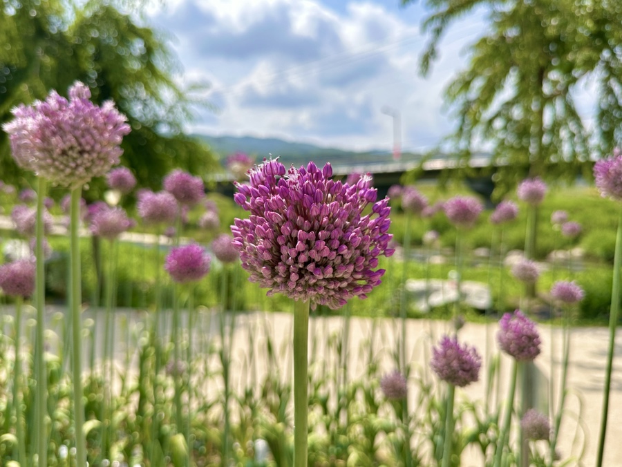 유구색동수국정원 수국축제