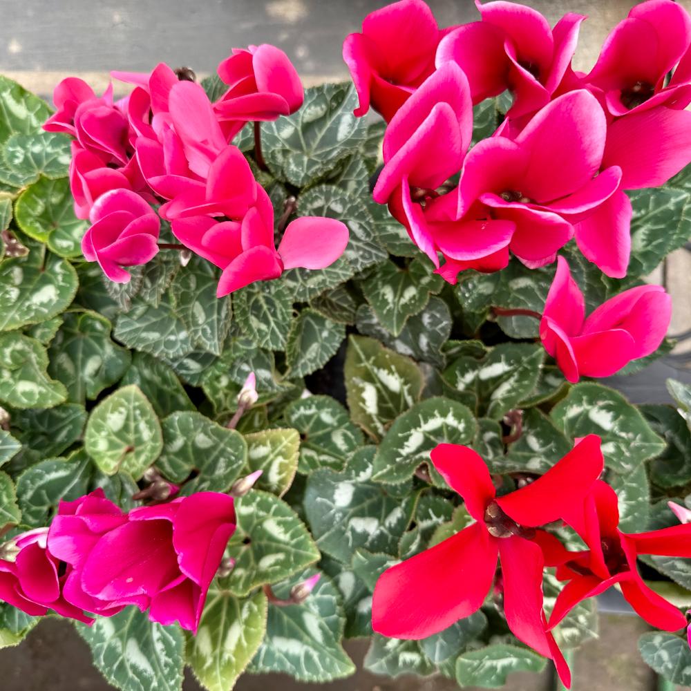 시클라멘 꽃말 월동온도 키우는 방법