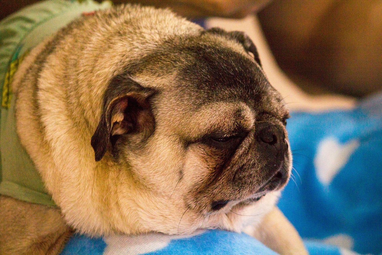 애견미용사 가위 종류 및 사용방법 (+민가위 뜻)