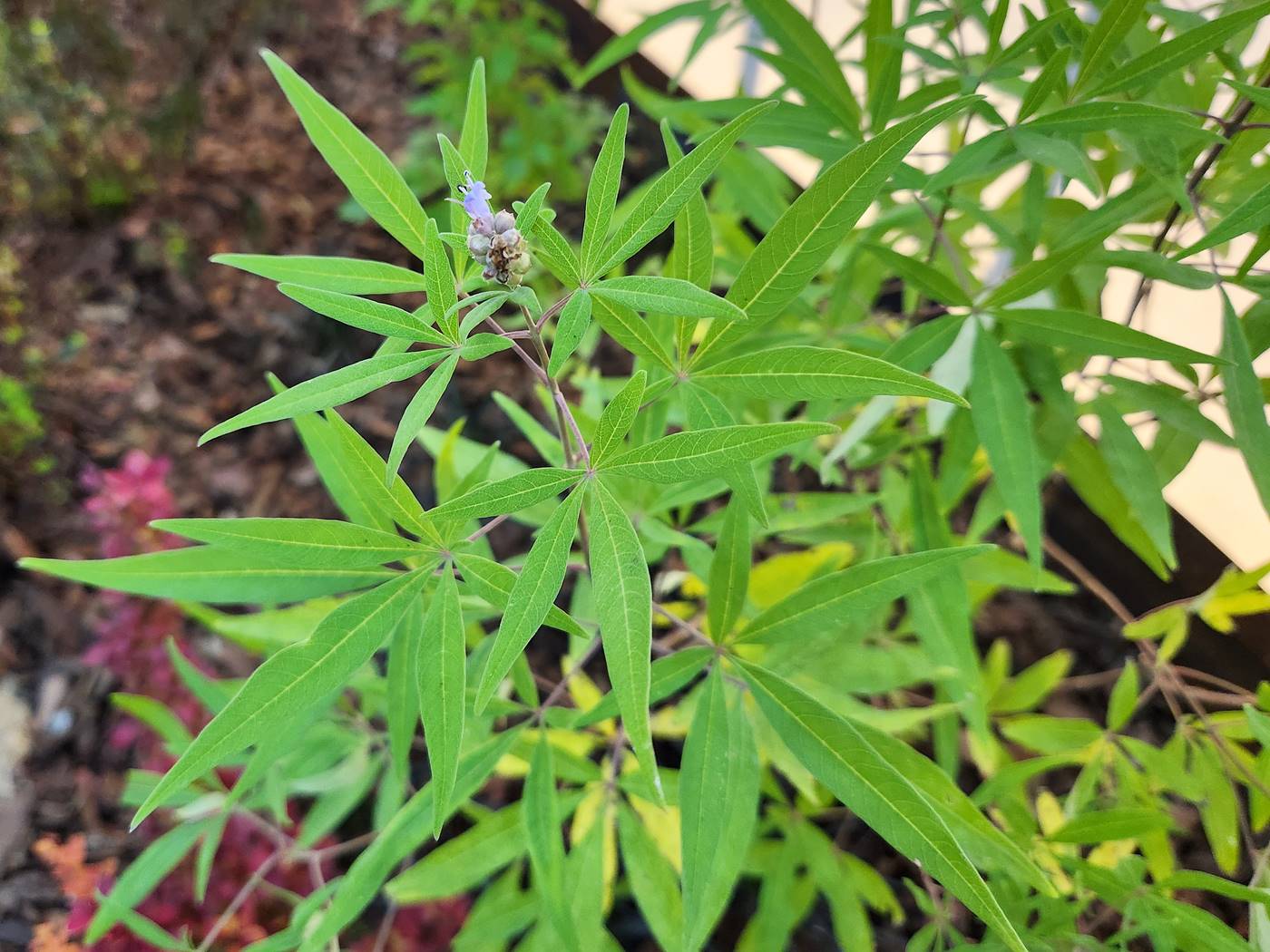 바이텍스(Vitex)