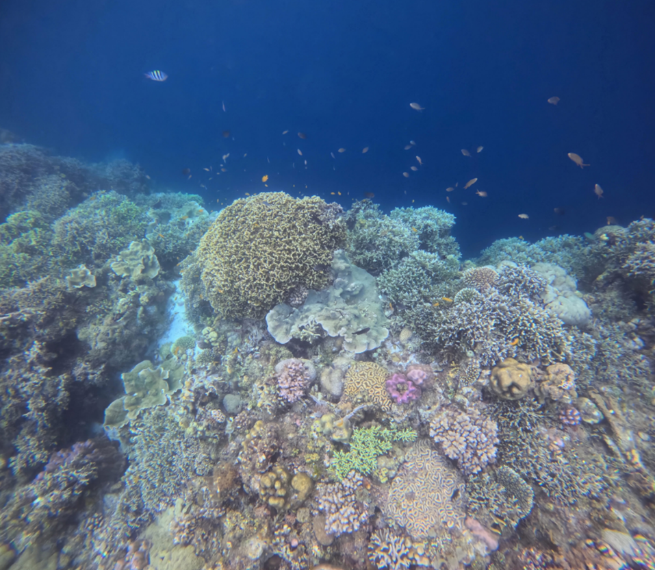 팡라오씨 리조트 앞바다 산호초