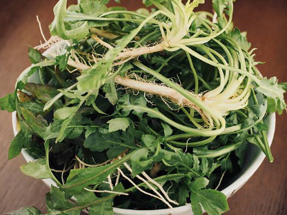 냉이 이미지사진