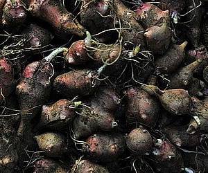 돼지감자는 당뇨에 좋은 음식입니다. 