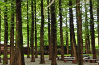 당일치기/가을/힐링/여행/대전/장태산자연휴양림/메타세쿼이아/스카이워크