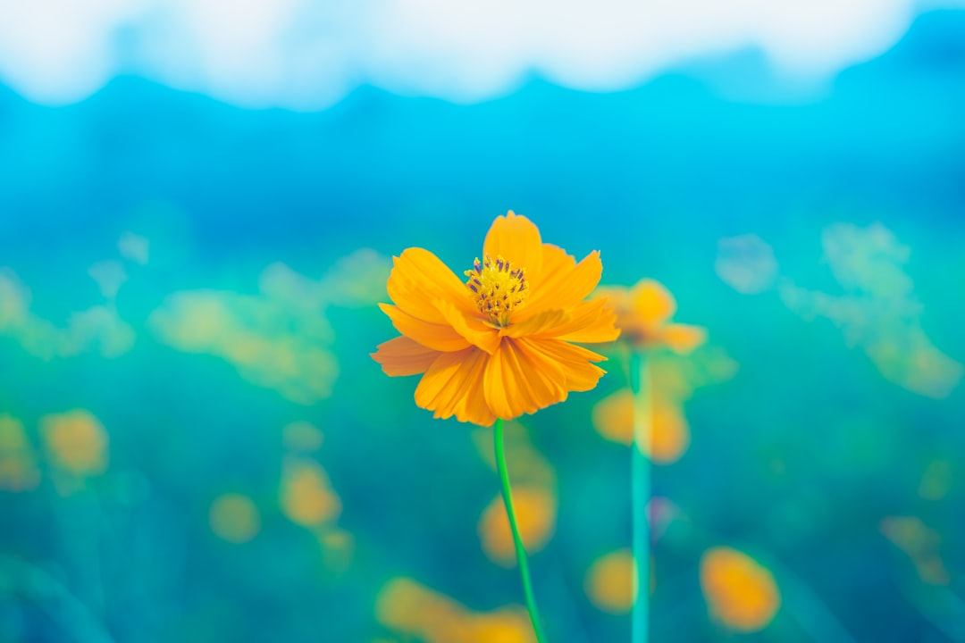 Blooming