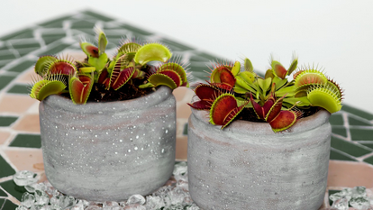 잎을 건드리면 움찔 살아 있는 것처럼 반응하는 민감한 식물들