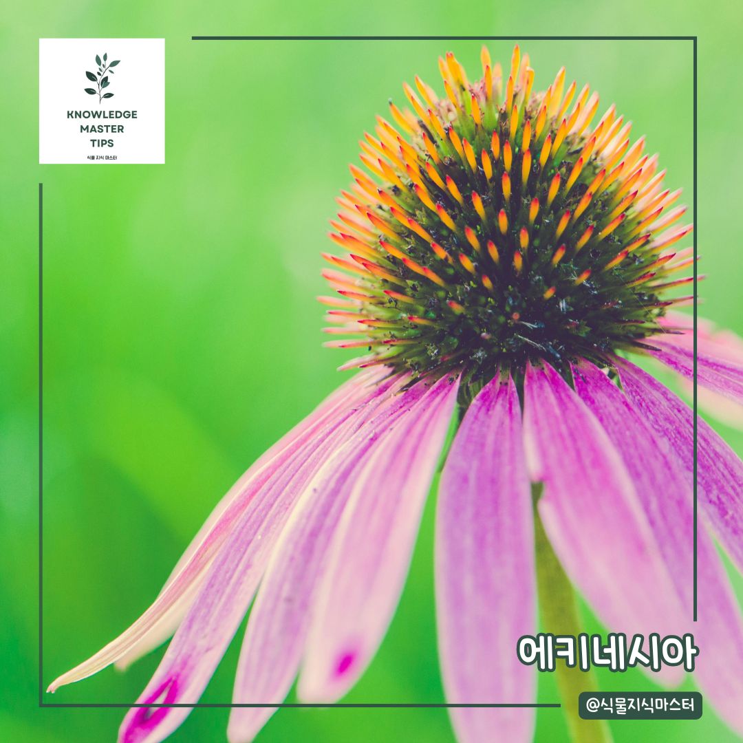 추위에 강한 식물, 에키네시아