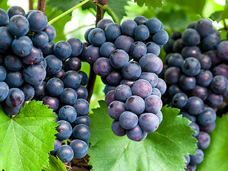 몸속-염증에-좋은-음식