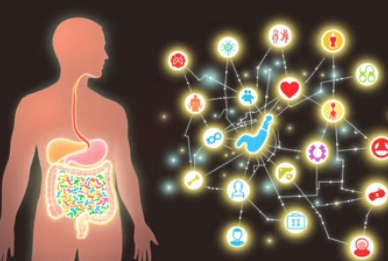 프리바이오틱스 효과