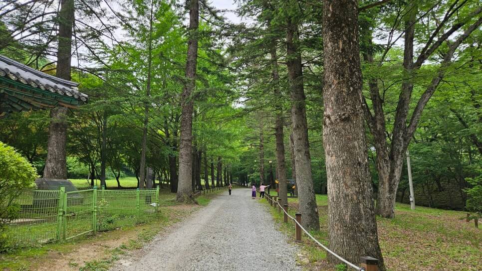 금산 보석사 : 1,100년 은행나무와 전나무 숲길이 주는 위로