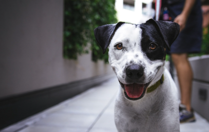 내부기생충용 구충제 종류 관련 사진