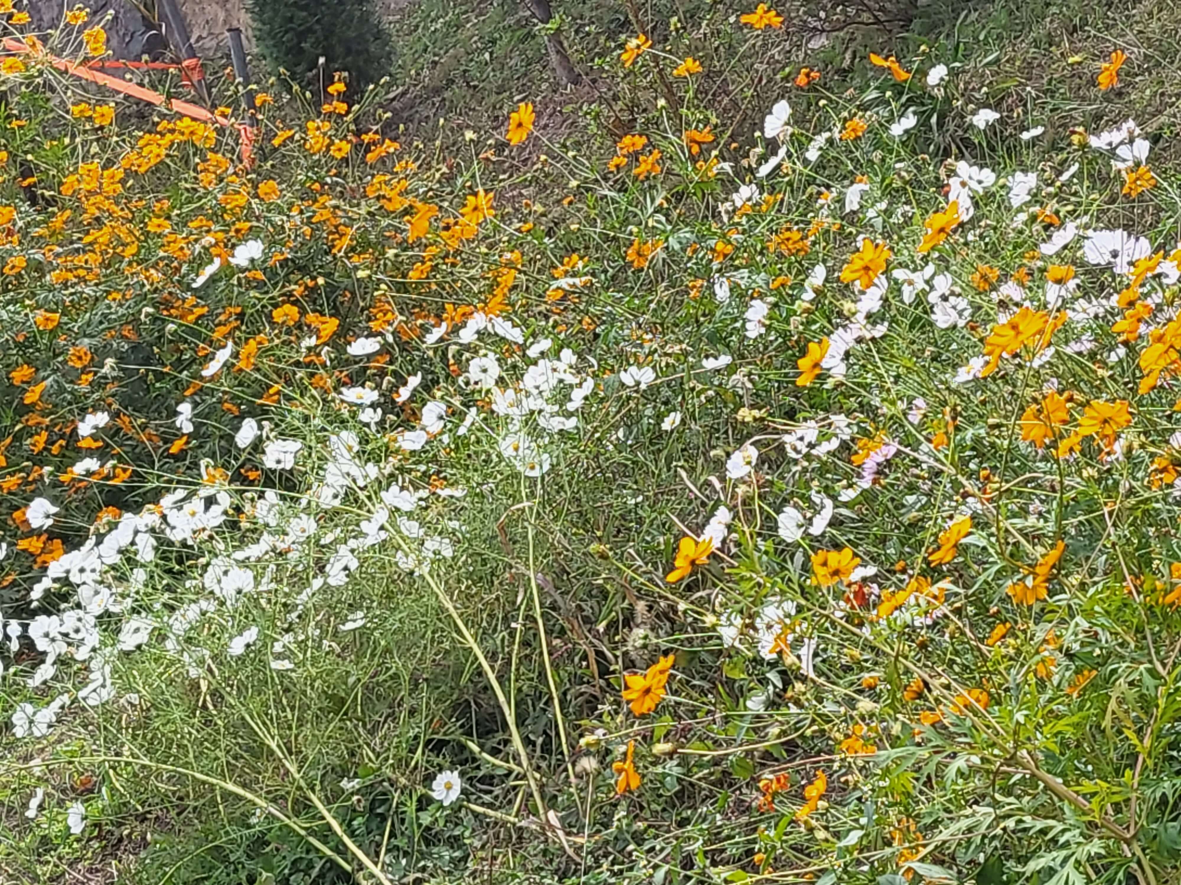 천년 고찰 장안사&amp;#44; 둘레 길을 따라 올라가면 운치 있는 백련암과 절벽 같은 곳의 척판암