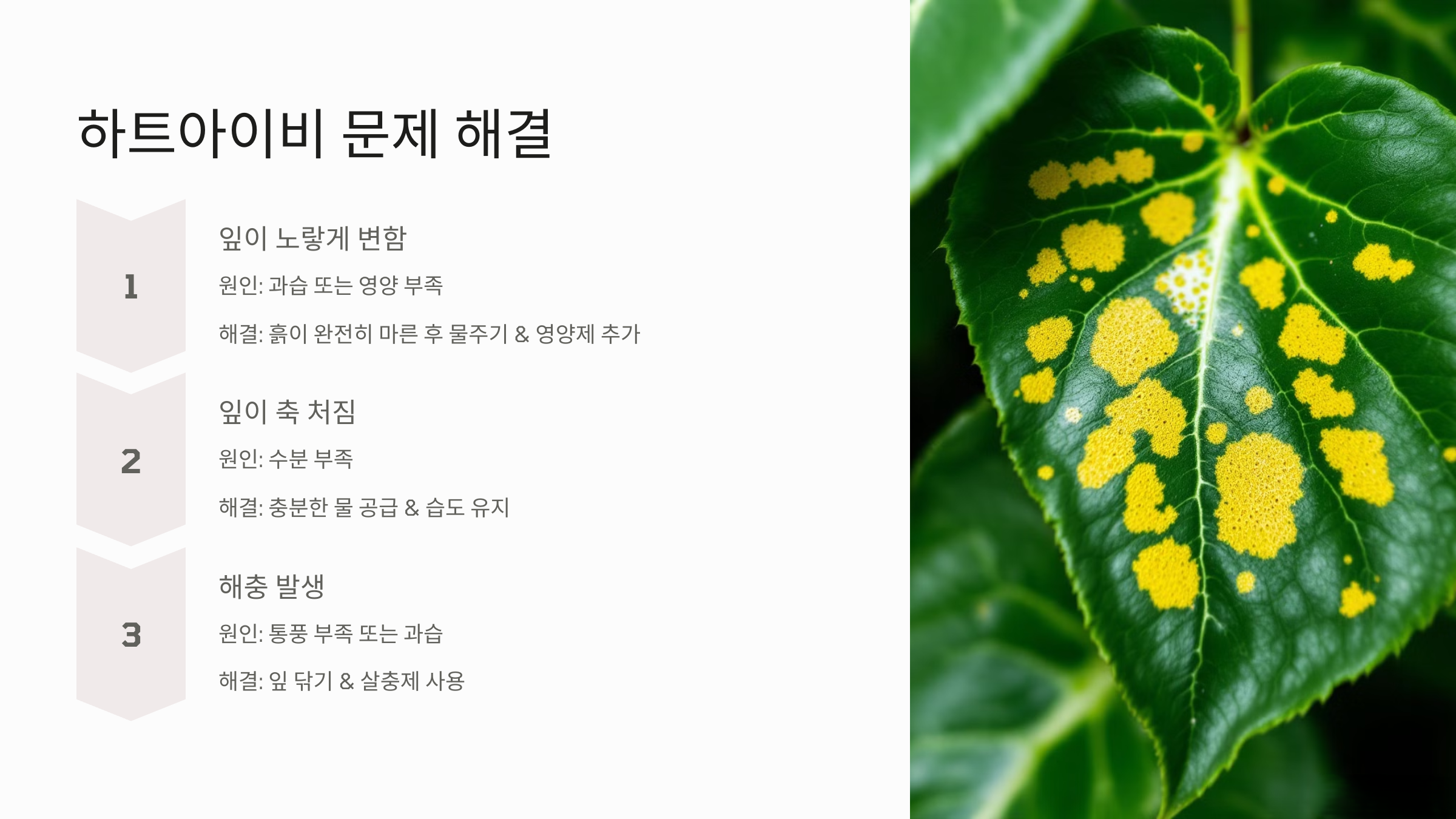 하트아이비