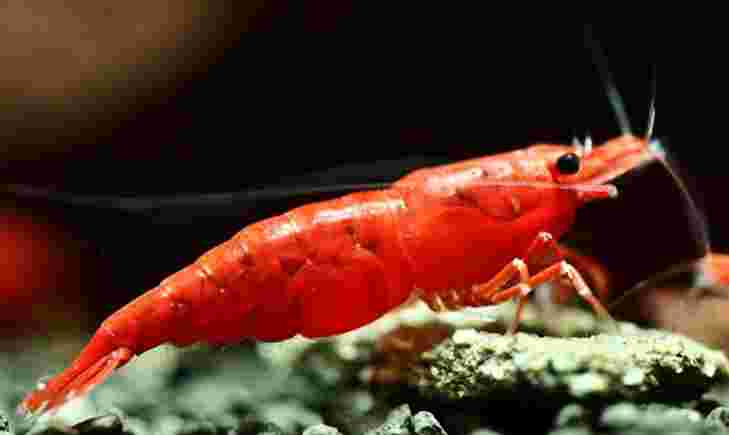 작고 귀여운 체리새우 이미지