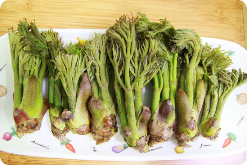 두릅-장아찌-황금레시피