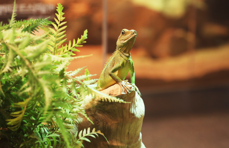 가평 신비동물원