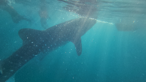 보홀 릴라 고래상어