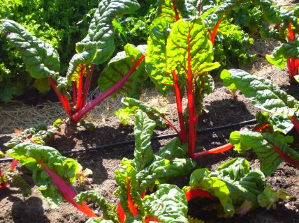 식이섬유가 많은 음식