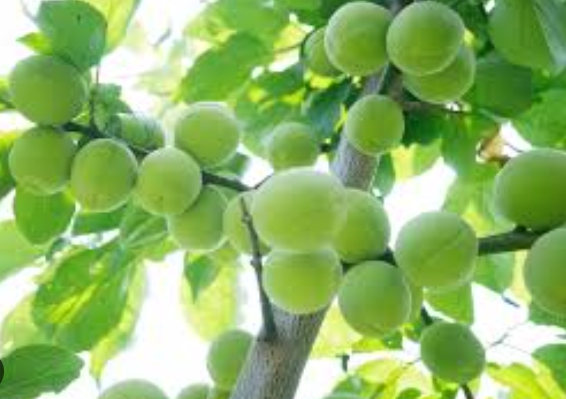 명품매실 남고 천매