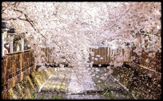 2025 벚꽃축제 진해군항제 날짜·퍼레이드·불꽃놀이 한눈에 보기