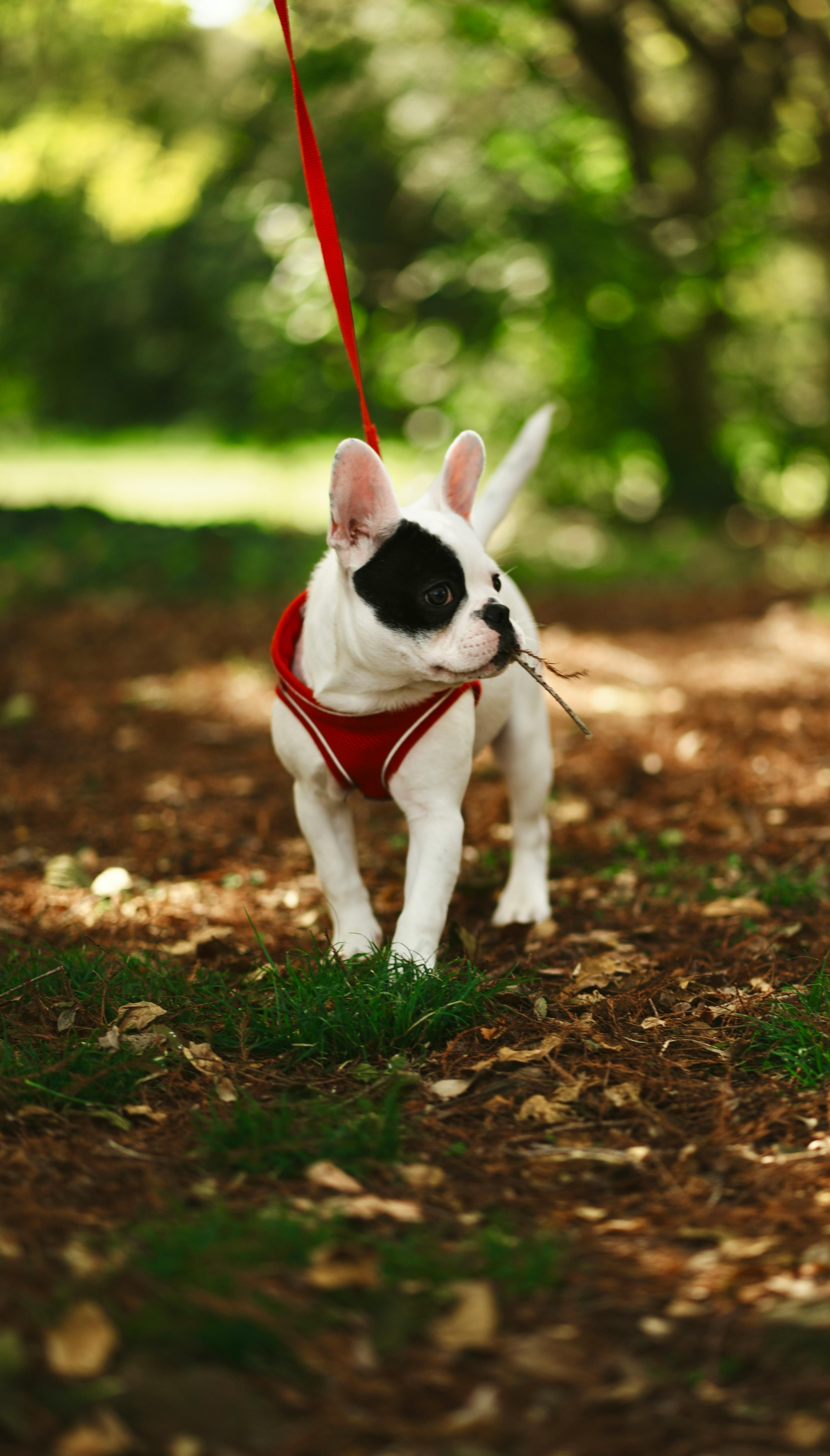 산책하는 강아지 사진