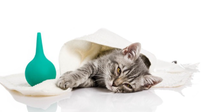 병으로 치료받는 아기 고양이.