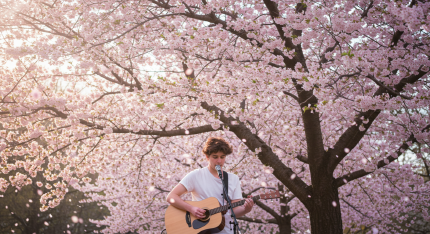 안동 벚꽃 축제