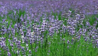 라벤더 재배 배수 확보 햇빛 관리 향 오래 유지_8