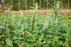 뼈에 좋은 음식