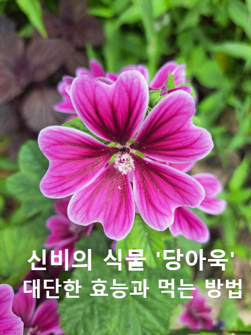 당아욱, 자연이 선사한 보물 당아욱의 숨겨진 매력 효능과 놀라운 활용법