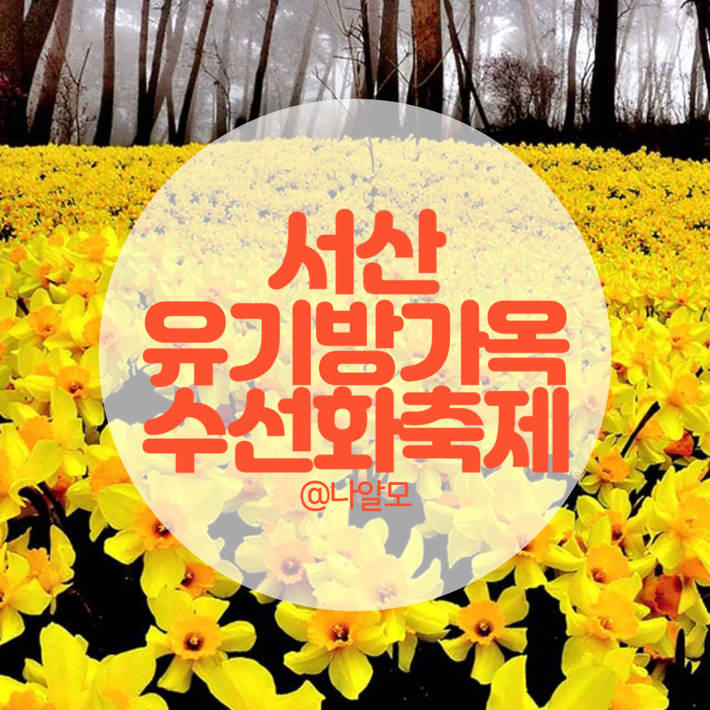 서산-유기방가옥-수선화축제