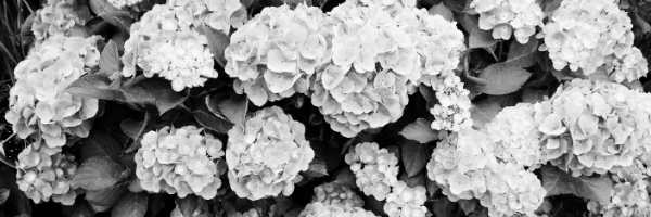 로즈마리 키우는법 외: 수국 키우는 법